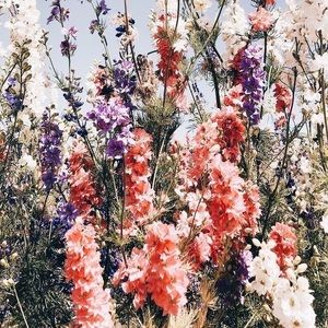 Meet your Posher, Alicia